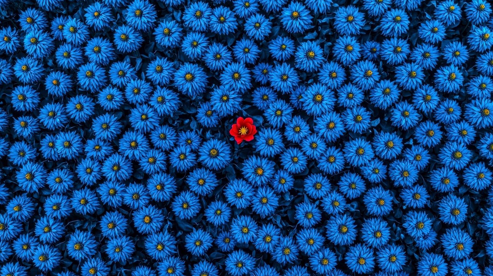 flowers with unique